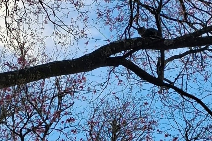 El gatito quedó al cuidado de una enfermera del hospital. Foto: El Litoral