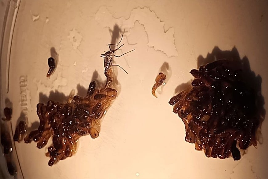 Hembra adulta de Aedes aegypti recién emergida de la pupa. Conicet.