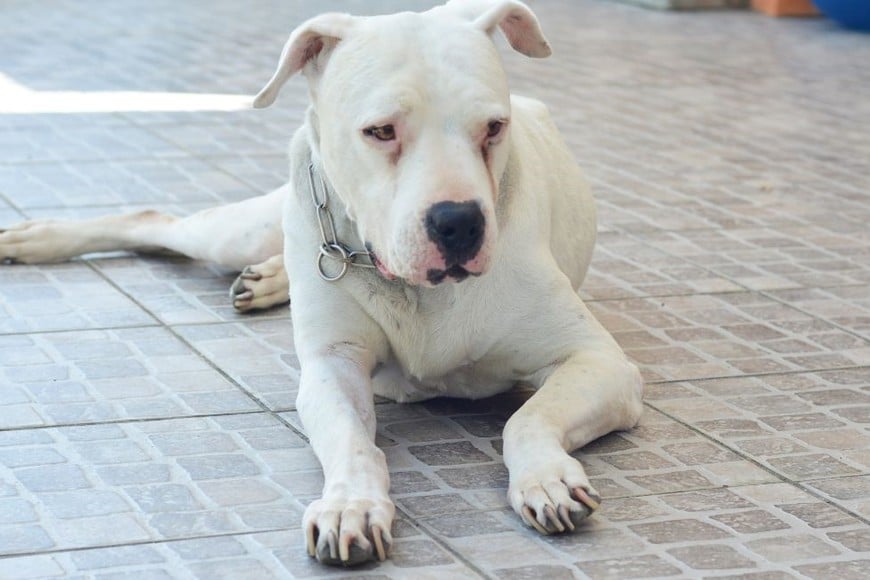 Las autoridades sanitarias nacionales consideran las lesiones por mordedura de perro un problema de salud pública