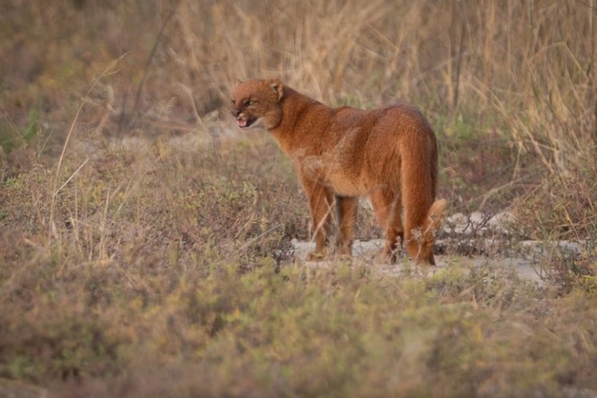 El yaguarundí presenta un cuerpo alargado, patas relativamente cortas y una apariencia que puede llevar a compararlo con un “puma pequeño”.