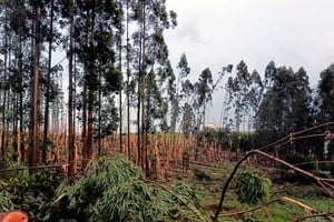 Las consecuencias en el sector agropecuario. @TempoOeste