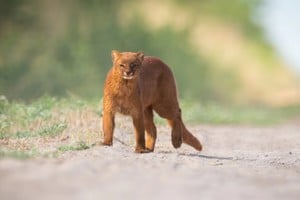 El yaguarundí es un felino de aspecto particular y de hábitos difíciles de observar.