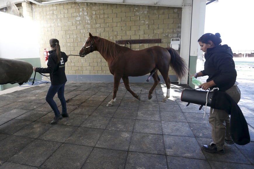 Veterinarian Ana Canelo (R) and stallion manager Amanda Gonzalez Filgueira prepare a stud horse for a semen extraction at the equine reproduction Genetec center dedicated to polo horses in Los Cardales, north of Buenos Aires, Argentina, May 7, 2015. Veterinarian Cristian Sporleder, whose genetics laboratory has been tapping the high-rolling polo market for 15 years, explained how embryos created using the sperm and ovum of top performing polo horses can be implanted in surrogate mares, thus allowing the female polo horses to continue their careers without getting pregnant. Picture taken May 7, 2015.      REUTERS/Enrique Marcarian buenos aires  centro de reproduccion equina GeneTec caballos de polo extraccion semen caballo de carrera