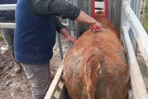 Limangus: una evaluación inédita busca medir su desempeño en el norte santafesino
