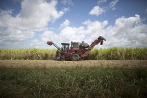 Azúcar: distribuyeron el cupo de 44.164 toneladas para Estados Unidos