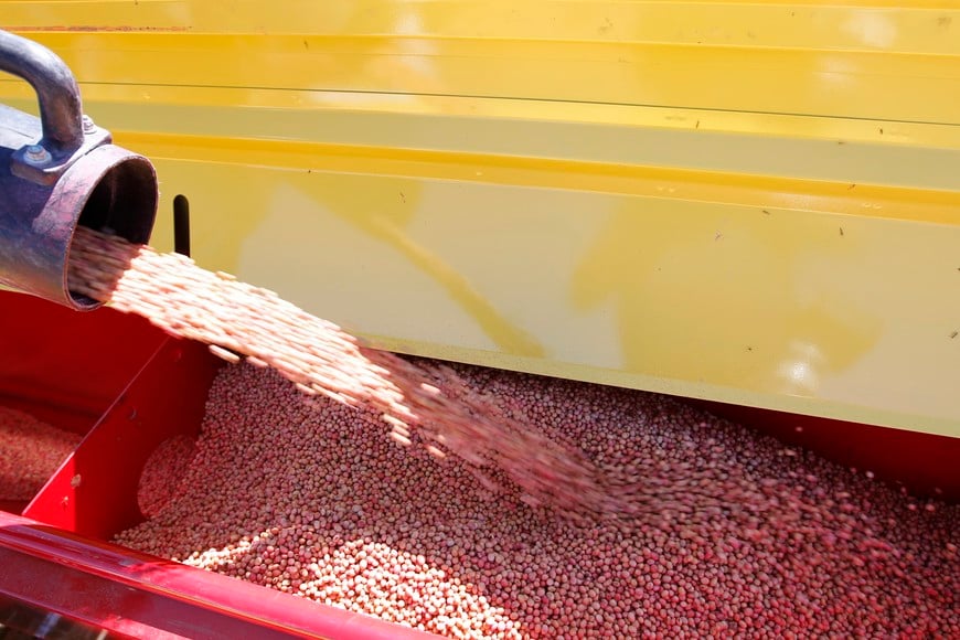 maquinaria agricola cosechadora cosechadoras
Soybeans are loaded into a sowing machine in the town of Estacion Islas in Buenos Aires province, November 27, 2012. The rains of late last week helped maintain a good level of moisture in Argentina's main crop belt, though some areas are still under water despite the dry weather of recent days, a meteorologist said Tuesday. Many analysts expect record production of soybeans and corn in the marketing year 2012/13 in Argentina, one of the world's biggest food exporters, thanks to good rains linked to the El Nino climate phenomenon. But the extensive rainfall that began in August also brought flooding that has forced some farmers to abandon their sowing plans in the most affected regions. REUTERS/Enrique Marcarian (ARGENTINA - Tags: AGRICULTURE BUSINESS COMMODITIES FOOD) buenos aires estacion islas cosecha de soja en plantacion de estacion islas campos cultivos plantaciones