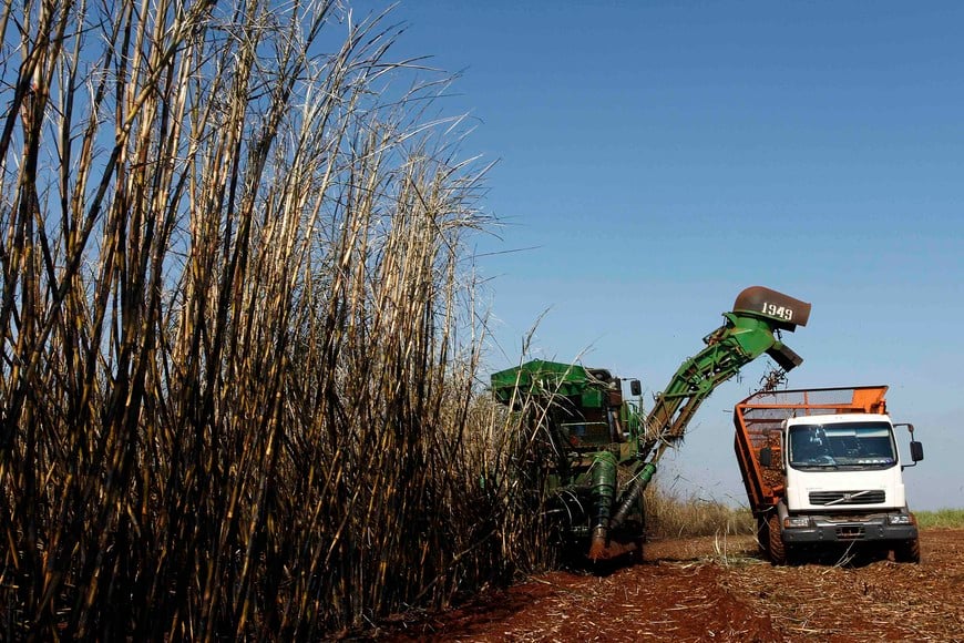 Workers harvest sugar cane in a farm in Maringa May 13, 2011. Picture taken May 13, 2011. REUTERS/Rodolfo Buhrer/La Imagem (BRAZIL - Tags: AGRICULTURE BUSINESS) brasil maringa brasil cosecha de azucar en plantacion de maringa campos cultivos caña de azucar