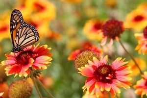 En Argentina, el 21 de septiembre continuará siendo el Día de la Primavera y el Día del Estudiante