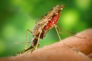 La malaria es transmitida por el mosquito Anopheles.