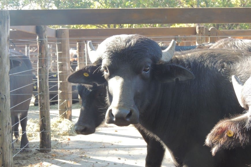 Búfalos: la Expo Rural de Formosa mostró el potencial de una ganadería en crecimiento