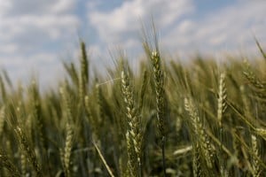La falta de agua empieza a afectar al trigo en la región núcleo: hay 160.000 hectáreas en condición regular
