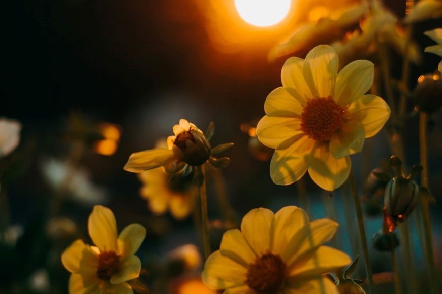 La costumbre específica de entregar flores amarillas es más reciente.