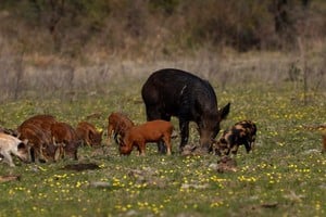 Jabali