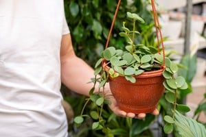 El potus es una de las plantas más elegidas para decorar interiores.