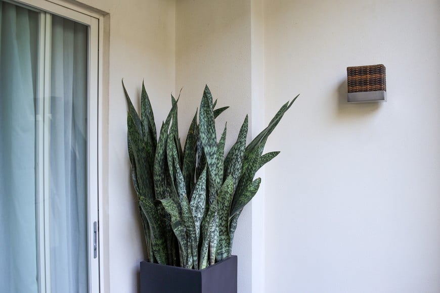 Sus hojas alargadas aportan un toque decorativo a los ambientes.
