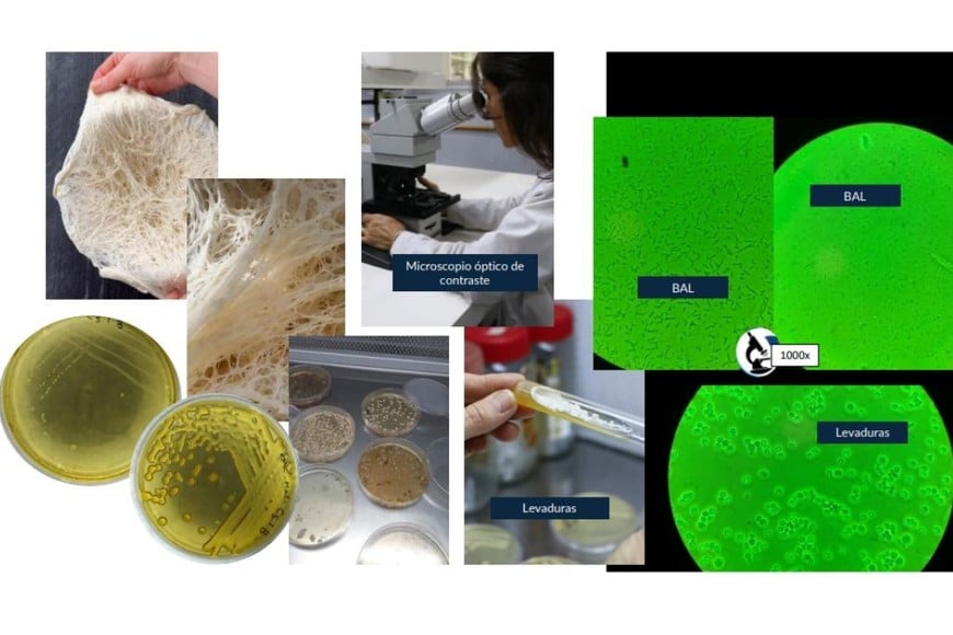 El proyecto forma parte de una investigación amplia y que viene desde hace años. Foto: Gentileza