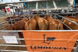 Limousin argentino obtuvo la medalla de plata en el Campeonato Mundial de la Carne