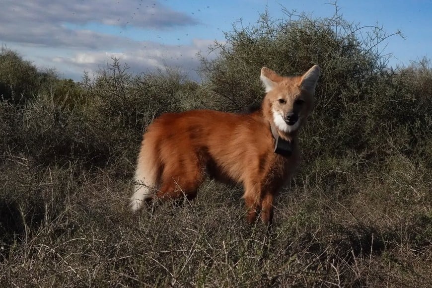 El aguará guazú, especie protegida. Gentileza Augusto Distel