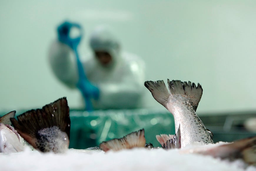 CHILE-SALMON/CRISIS - Salmon carcasses are put into a bin filled with ice in a plant at Acuinova Chile, located in Puerto Chacabuco, which lies 1,625 km (1,010 miles) south of the capital Santiago February 28, 2009. A deadly fish virus and scarce credit have clobbered the salmon sector in Chile, the world's No. 2 producer, and the industry has shed 6,000 jobs since the infectious salmon anemia (ISA) emerged in 2007. Picture taken February 28, 2009. To match feature CHILE-SALMON/CRISIS REUTERS/Victor Ruiz Caballero (CHILE HEALTH BUSINESS ENVIRONMENT) puerto chacabuco chile chile salmon planta procesadora virus contaminacion crisis industria pesca
