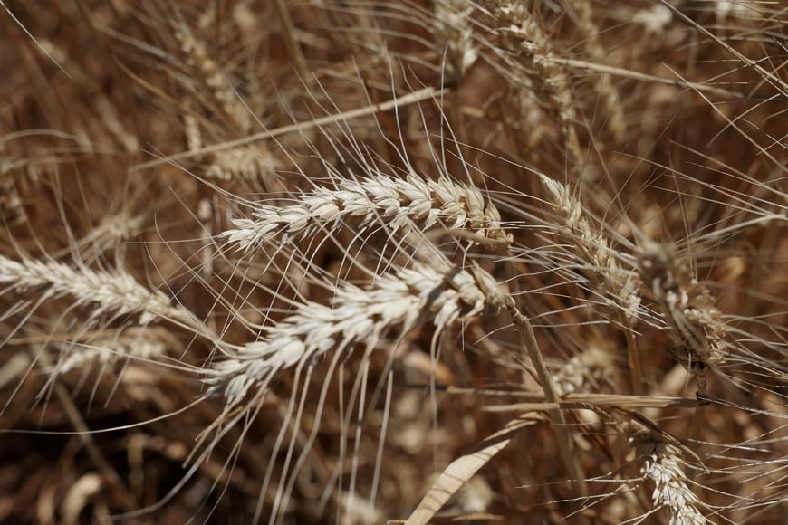 FILE PHOTO: Wheat stands ready for harvest at a farm in Eugowra, Australia, November 19, 2025. REUTERS/Hollie Adams/File Photo