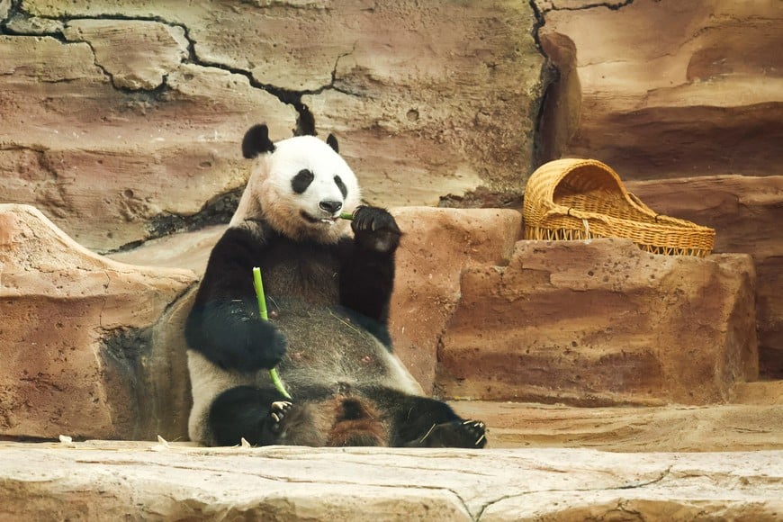 15-year-old Giant Panda Hu Chun, mother of the first Indonesian-born Satrio ‘Rio’ Wiratama, sits inside her enclosure at Taman Safari Indonesia in Bogor, West Java province, Indonesia, June 20, 2026. REUTERS/Willy Kurniawan