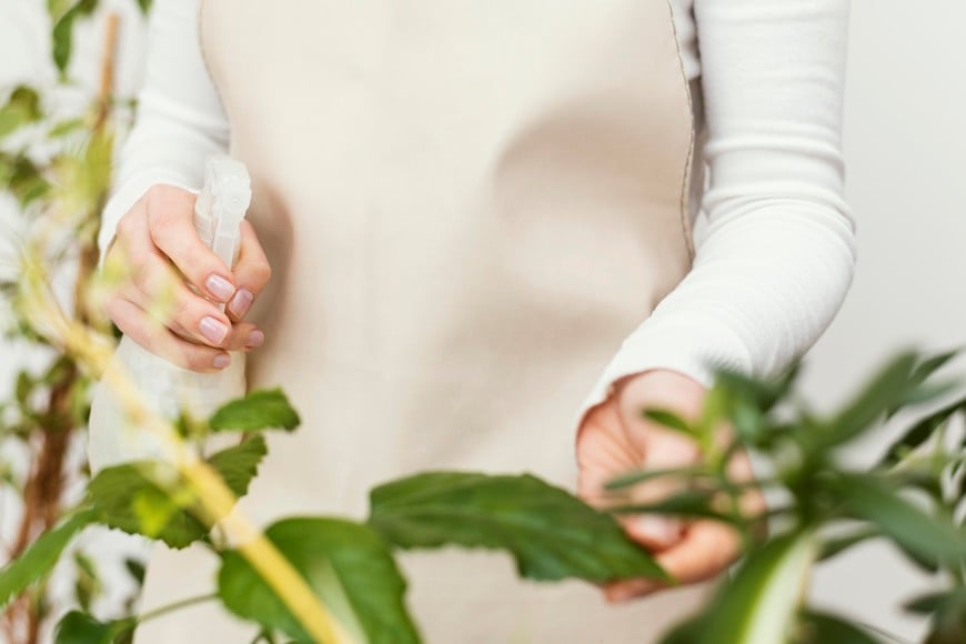 Las hojas frescas permiten crear diferentes opciones para los ambientes.