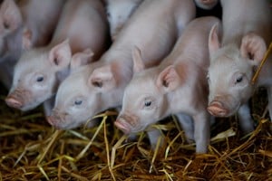 FILE PHOTO: Baby pigs are seen in a farm near Pergamino, on the outskirts of Buenos Aires in Argentina April 27, 2021. REUTERS/Agustin Marcarian/File Photo