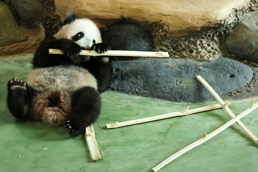 Six-month-old giant panda cub Satrio 'Rio' Wiratama, the first to be born in Indonesia, plays with bamboo inside his enclosure at Taman Safari Indonesia in Bogor, West Java province, Indonesia, June 20, 2026. REUTERS/Willy Kurniawan