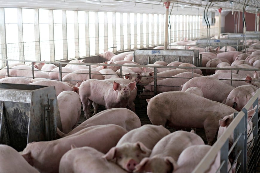FILE PHOTO: Pigs nearing market weight stand in pens at Duncan Farms in Polo, Illinois, U.S. April 9, 2018. Picture taken April 9, 2018. REUTERS/Daniel Acker/File Photo