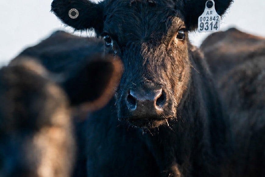 Identificación bovina: qué mirar más allá del chip de la caravana electrónica
