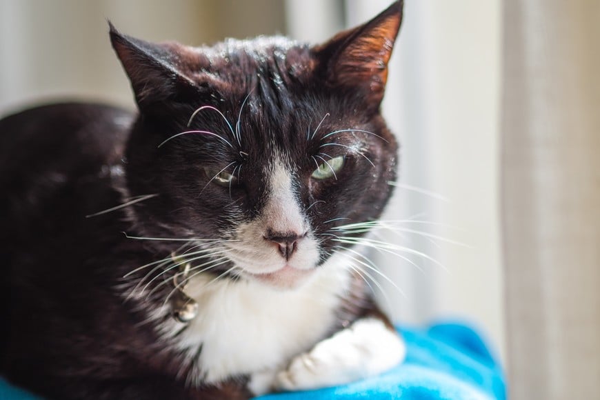 Los cambios en el entorno pueden modificar el comportamiento de un gato.
