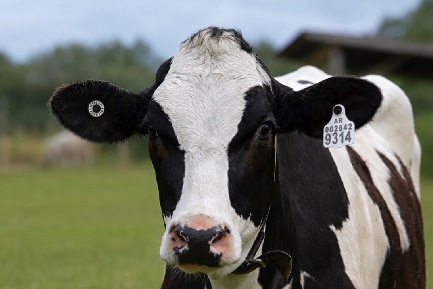 Identificación bovina: qué mirar más allá del chip de la caravana electrónica