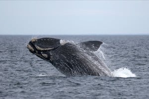 La temporada de avistaje y reproducción de la ballena franca austral en las aguas del Atlántico Sur atraviesa un momento crítico. REUTERS/Agustin Marcarian