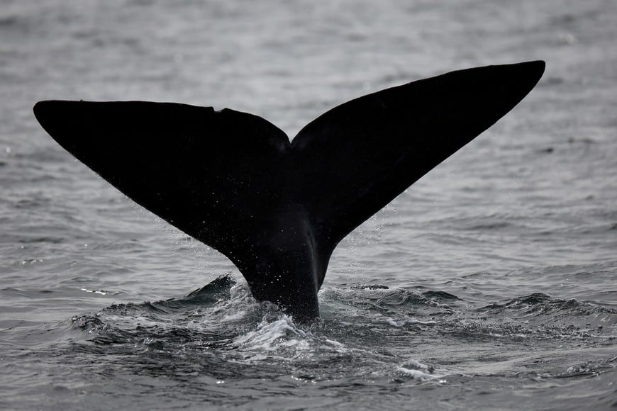 A southern right whale performs a tail slap, in Puerto Madryn, in the Patagonian province of Chubut, Argentina September 28, 2024. REUTERS/Agustin Marcarian
