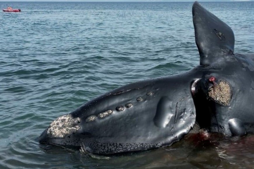 Equipos técnicos y veterinarios especializados se desplegaron en diversas franjas de playa para efectuar la toma de muestras de tejido, mediciones corporales y el posterior retiro de los ejemplares varados