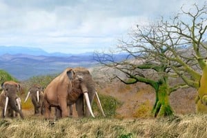 El gonfoterio era un mamífero prehistórico emparentado con los elefantes actuales.