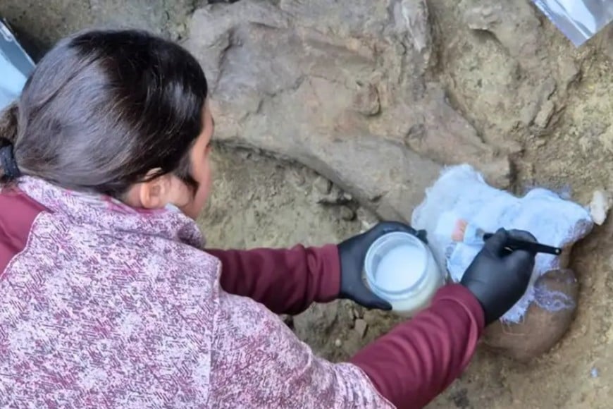 El hallazgo se realizó en la antigua cuenca de la laguna de Tagua Tagua.