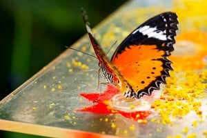 Una mariposa en casa puede simbolizar cambios y nuevos comienzos.