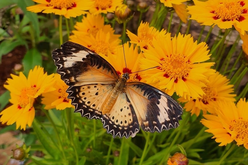 Las flores y plantas cercanas pueden atraer mariposas al hogar.