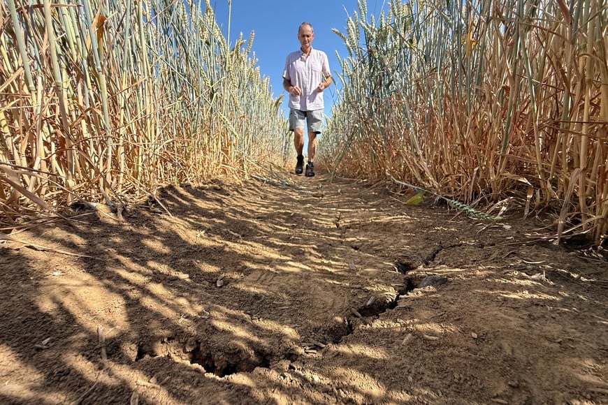 Farmer Michael Schneller walks past a crack in a dry winter wheat field near Niddatal, Germany, June 25, 2026. Hot weather has accelerated ripening, putting the crop ahead of its usual mid-July harvest schedule. REUTERS/Timm Reichert