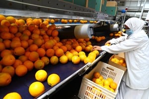 Con pesca, carne y cítricos al frente, crecen las exportaciones agroindustriales a Europa