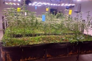 Golpe al microtráfico en Malabrigo: secuestraron 648 plantas de marihuana y detuvieron a dos personas. Foto: Gentileza