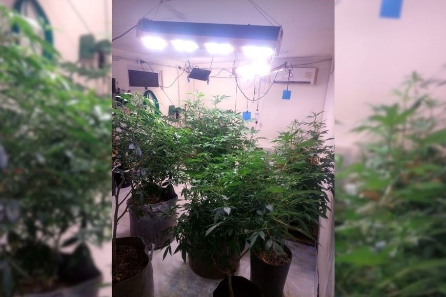 Golpe al microtráfico en Malabrigo: secuestraron 648 plantas de marihuana y detuvieron a dos personas. Foto: Gentileza