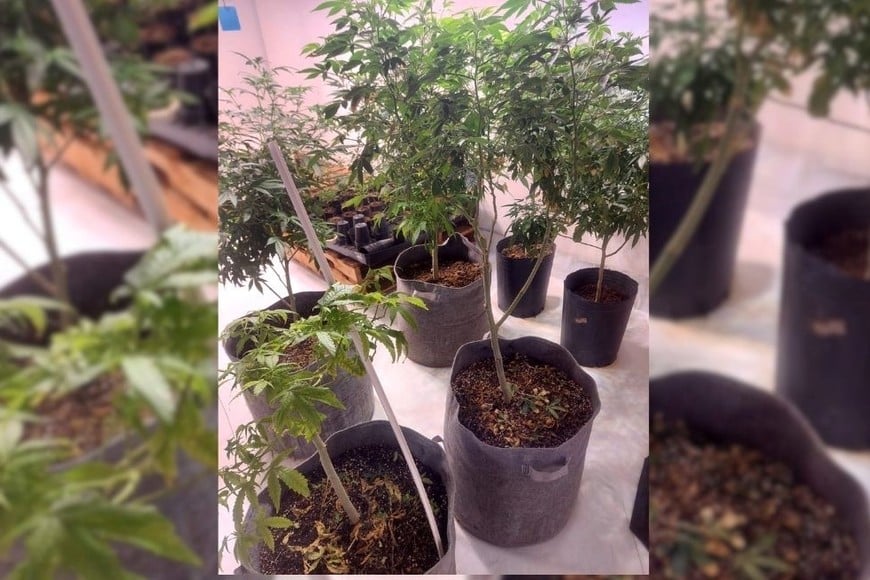 Golpe al microtráfico en Malabrigo: secuestraron 648 plantas de marihuana y detuvieron a dos personas. Foto: Gentileza