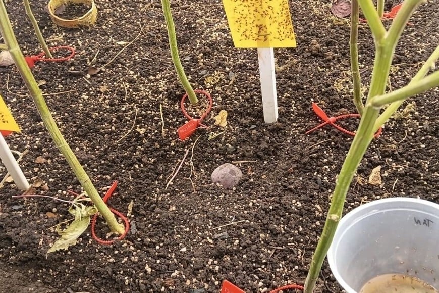 Golpe al microtráfico en Malabrigo: secuestraron 648 plantas de marihuana y detuvieron a dos personas. Foto: Gentileza