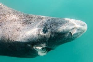El tiburón de Groenlandia, una especie extraordinaria y poco conocida.