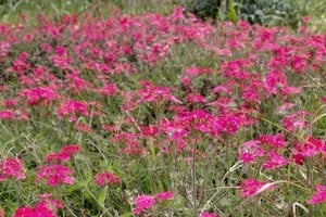Naturaleza en su esplendor. MCSF