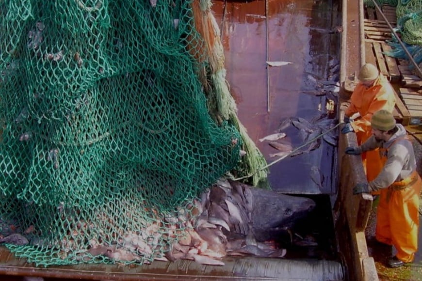 Un ejemplar atrapado en una red de pesca.