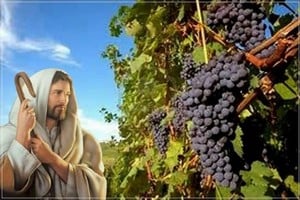 En el lenguaje bíblico, la viña del Señor es el símbolo del Pueblo de Dios. Para nosotros Argentina, nuestra patria, es nuestra viña.