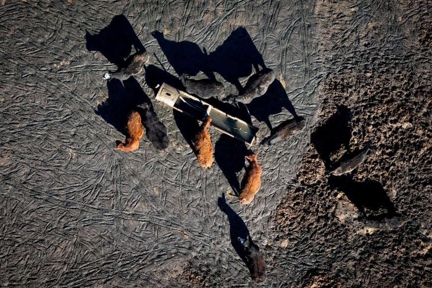 A drone view shows cattle at a feedlot as Argentine cattle ranchers, driven by high beef prices, are transforming production to multiply their exports, which could grow by 50 per cent in the coming years, in Buenos Aires province, Argentina, July 6, 2026. REUTERS/Martin Cossarini TPX IMAGES OF THE DAY